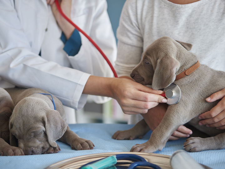 Combineer een gezondheidscheck en vaccinatie