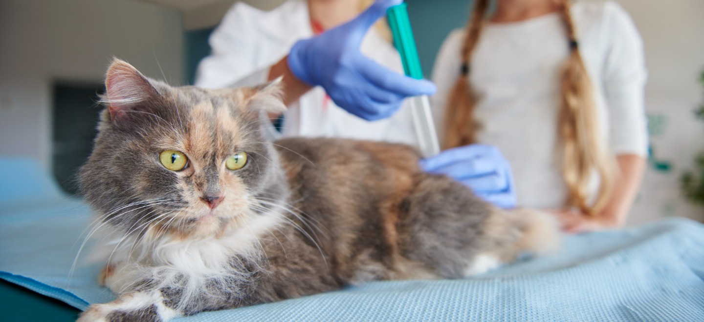 Vaccineren een goede bescherming voor uw huisdier